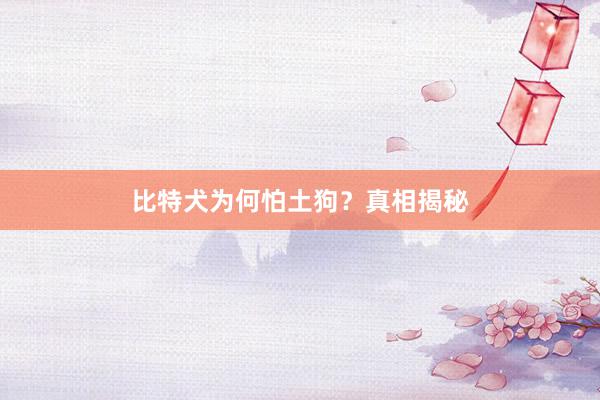 比特犬为何怕土狗？真相揭秘